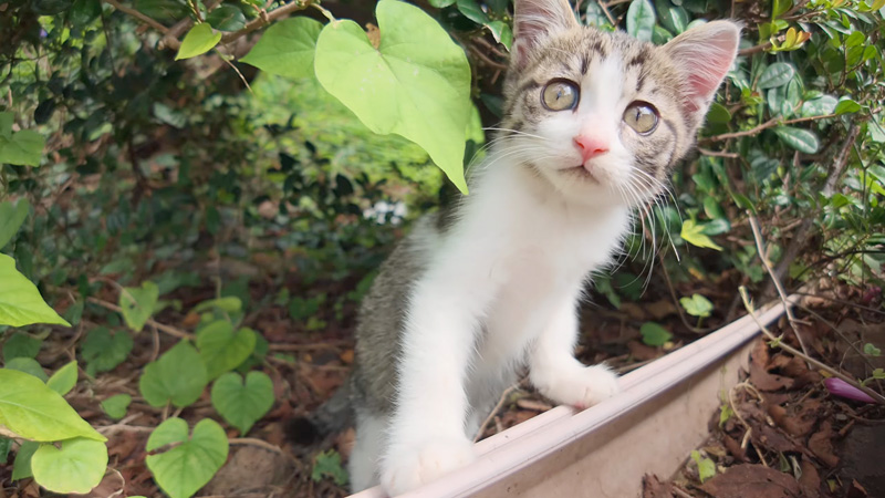 近づいて来た子猫
