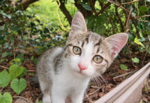 猫島の神社下のベンチに座ると… 猫達がモフモフされにやって来て癒される♡ 近づいて来た子猫