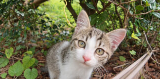 近づいて来た子猫