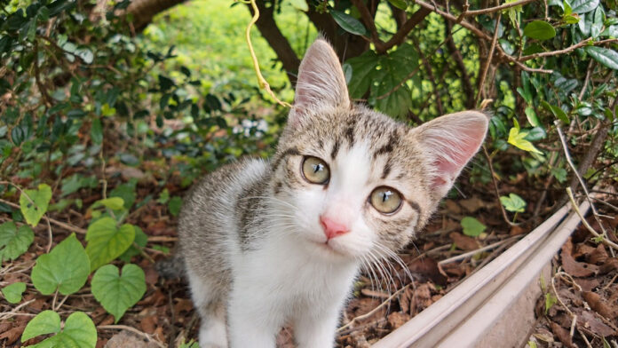 近づいて来た子猫