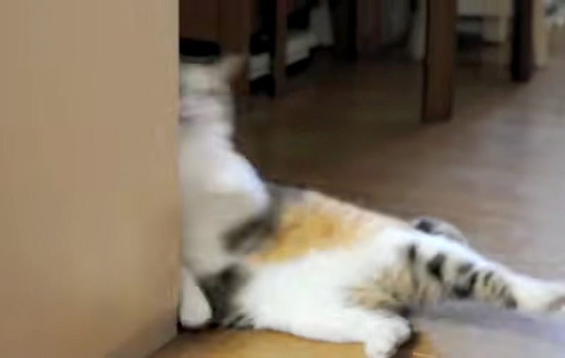 失敗した猫