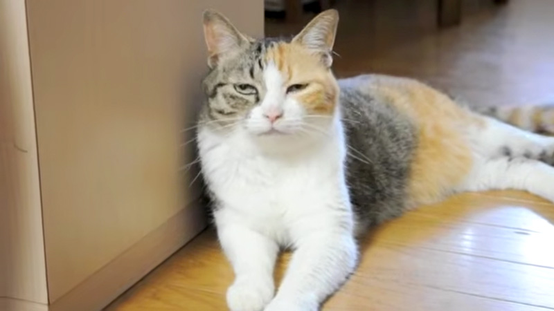 失敗を隠す猫