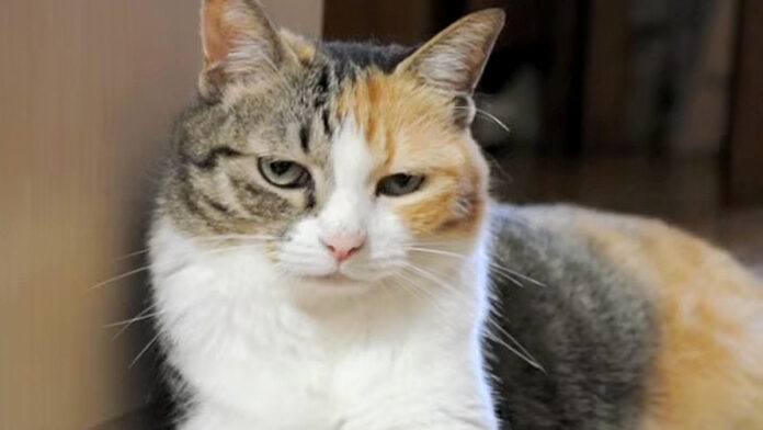 壁に寄りかかることに失敗した猫