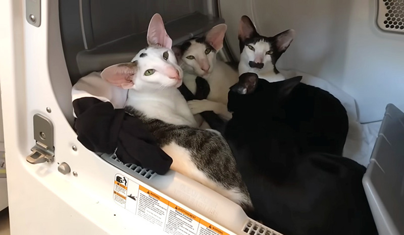 ポカポカの洗濯物を楽しむ猫達
