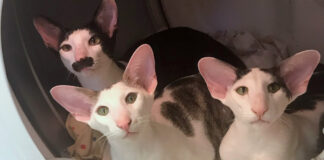 ホカホカの洗濯物を楽しむ猫達
