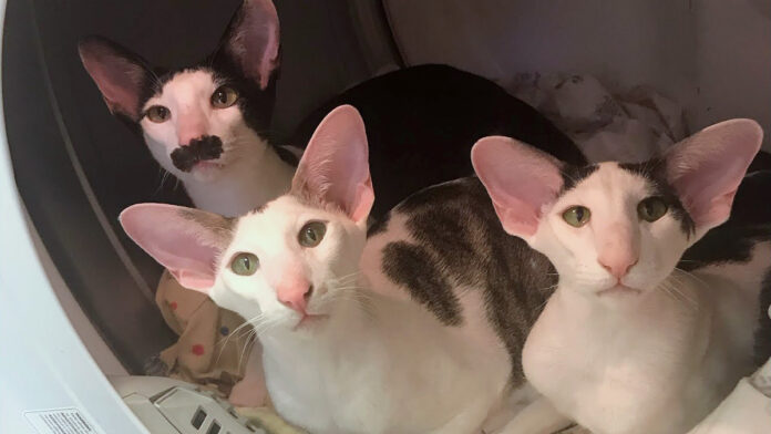 ホカホカの洗濯物を楽しむ猫達