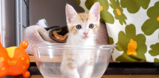 ボウルが気に入り過ぎた子猫