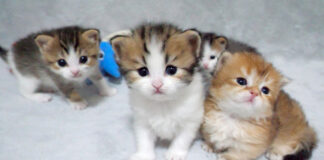 じっと見つめてくる子猫達