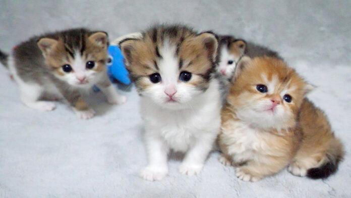 じっと見つめてくる子猫達