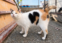 腰トントンを要求してきたハートマークの猫