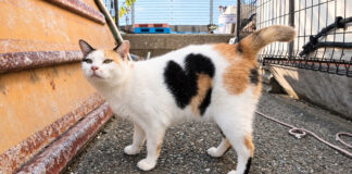 腰トントンを要求してきたハートマークの猫