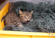 首に網が絡まって身動きが取れなくなった子猫