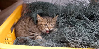 首に網が絡まって身動きが取れなくなった子猫