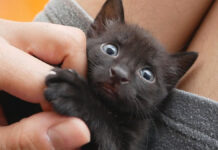 保護された子猫