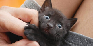 保護された子猫