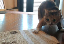 玄関マットと戦う猫