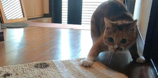 玄関マットと戦う猫