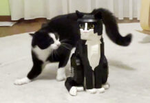 レゴの猫に戦いを挑む猫