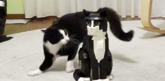 レゴの猫に戦いを挑む猫