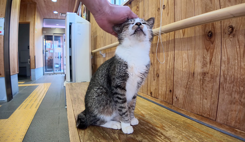 頭を撫でられる猫