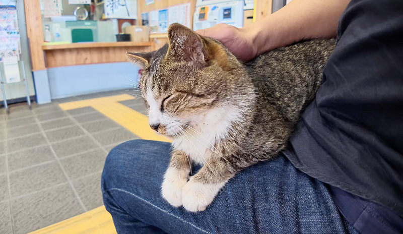 膝の上に乗る猫