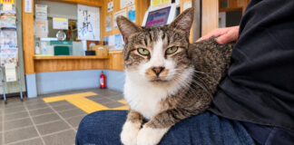 フェリー乗り場の待合室で出会った猫