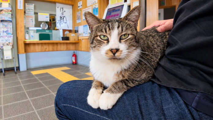 フェリー乗り場の待合室で出会った猫