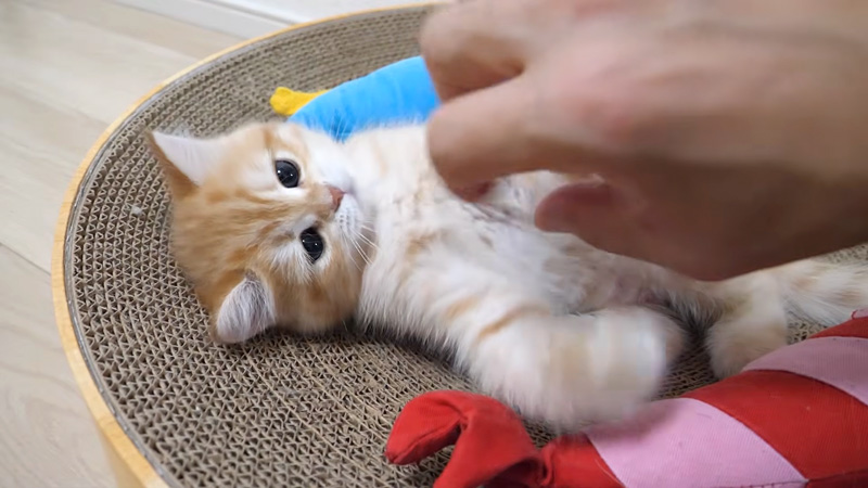 飼い主さんの手と遊ぶ子猫