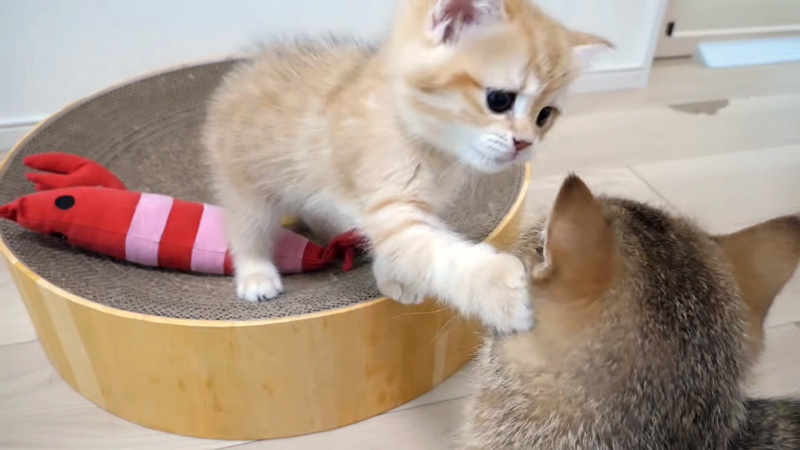 母猫にイタズラする子猫