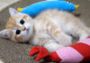爪とぎの上でまったりする子猫