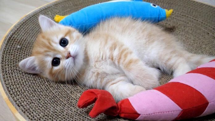 爪とぎの上でまったりする子猫