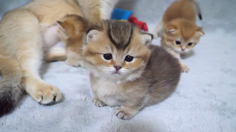 一緒に過ごす猫の親子