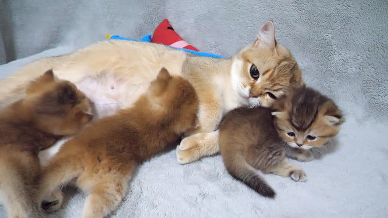 ママ猫に枕にされちゃった子猫