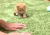 飼い主さんの真似をしてフミフミする子猫