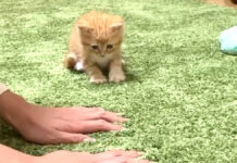 飼い主さんの真似をしてフミフミする子猫