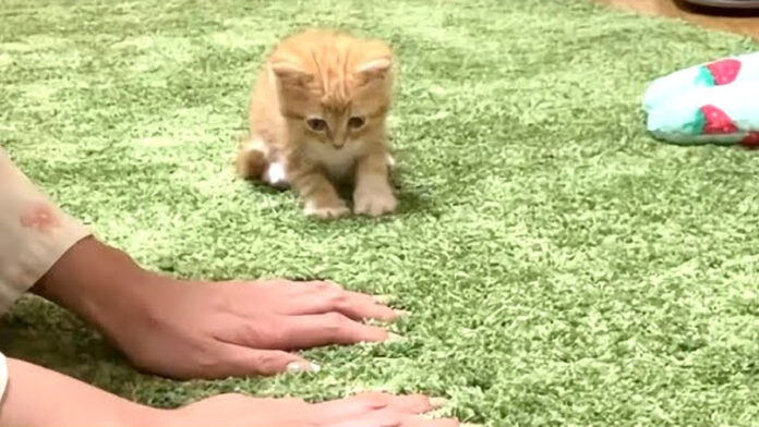飼い主さんの真似をしてフミフミする子猫