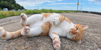 ゴロンと横になる猫