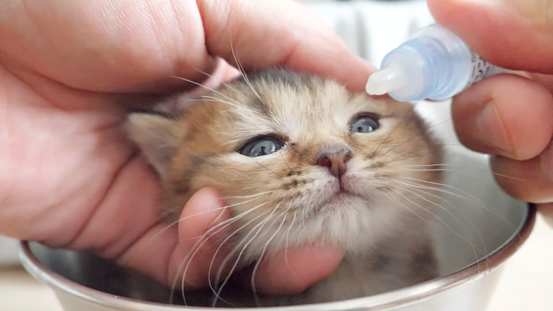 目薬をさす子猫