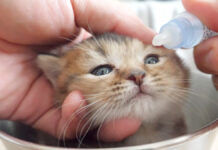 目薬をさす子猫