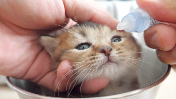 目薬をさす子猫