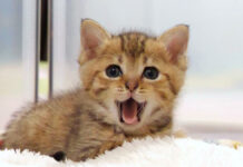 ミルク期の子猫