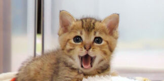 ミルク期の子猫