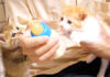 ミルクが飲みたい子猫達