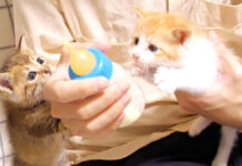 ミルクが飲みたい子猫達