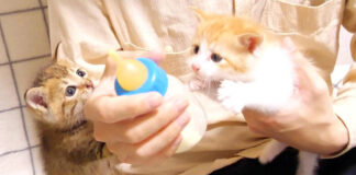ミルクが飲みたい子猫達