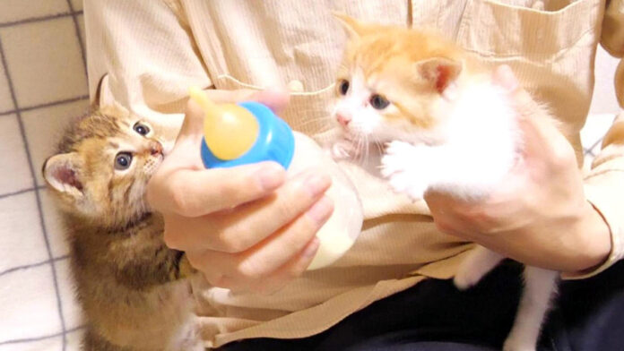 ミルクが飲みたい子猫達