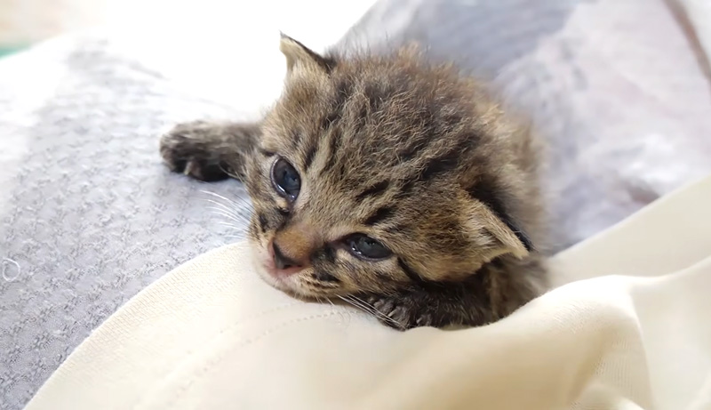 ミルクの余韻を楽しむ子猫
