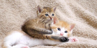 毛布より兄布団がいい子猫