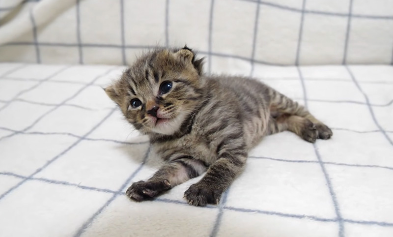 眠たくなると傾いちゃう子猫