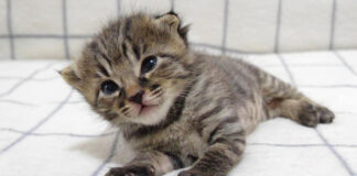 眠たくなると傾いちゃう子猫